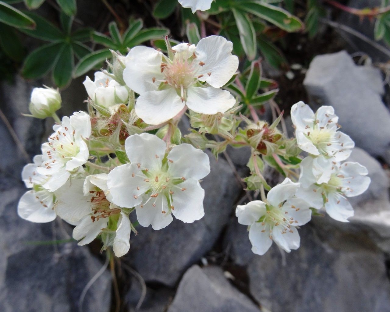 Potentilla alchemilloides flower