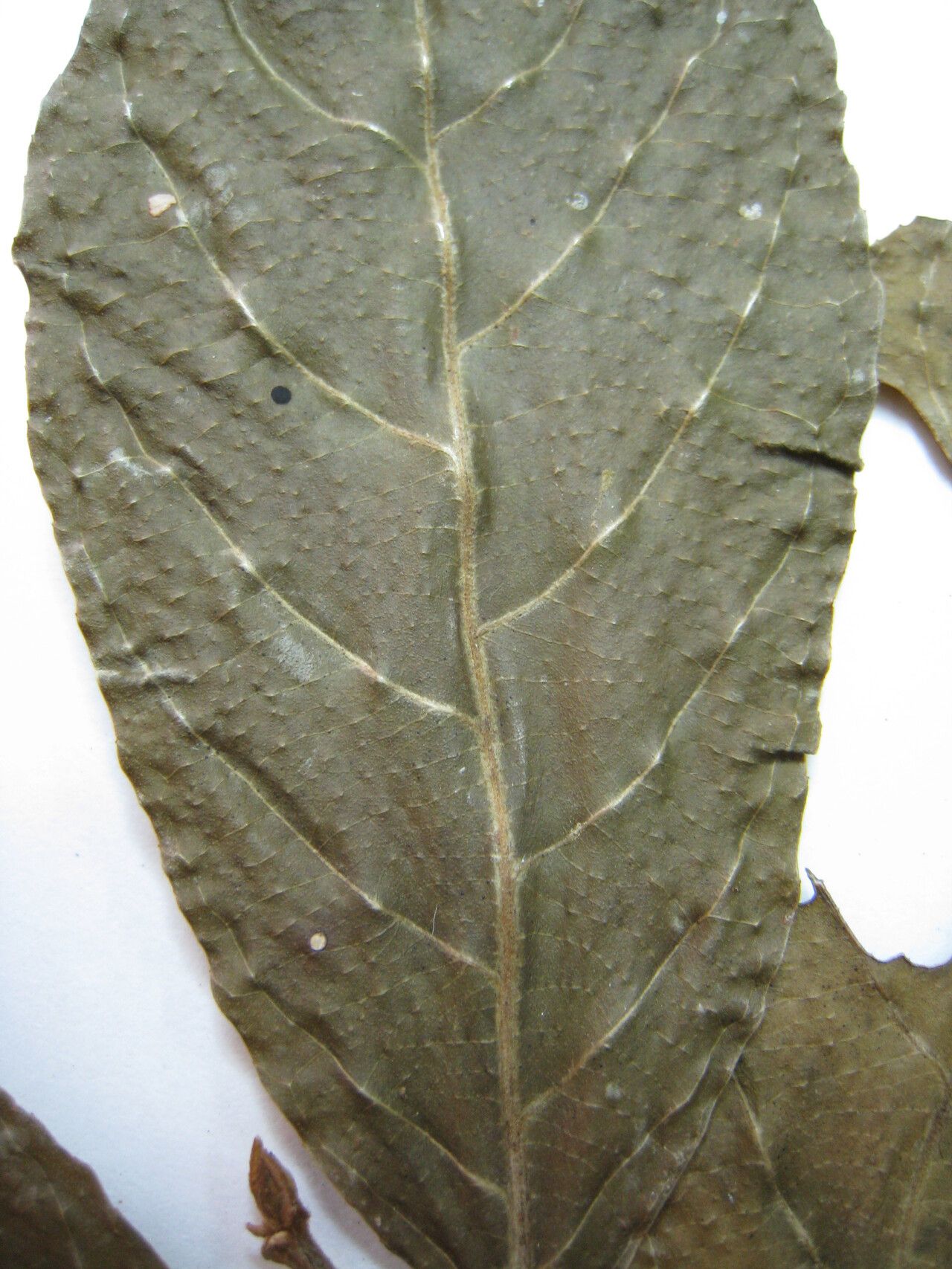 Casearia guianensis — houseplant care guide