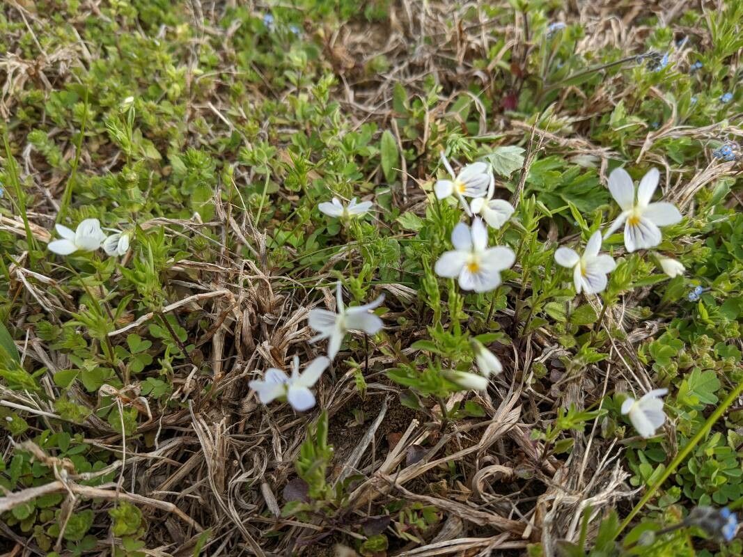 Viola bicolor flower