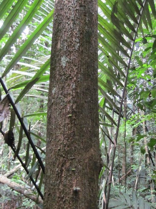 Eschweilera decolorans habit