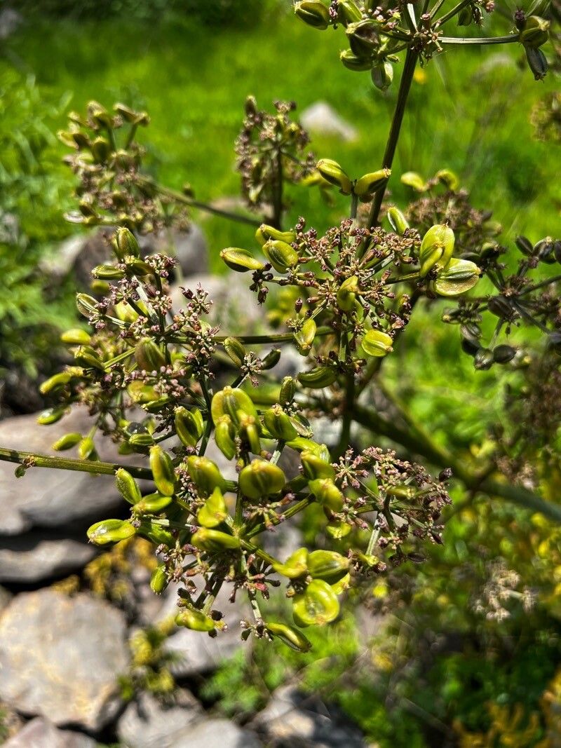 Prionosciadium thapsoides — houseplant care guide