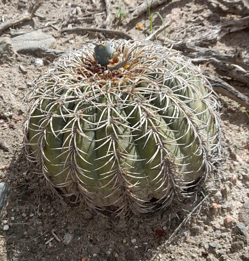 Gymnocalycium spegazzinii habit