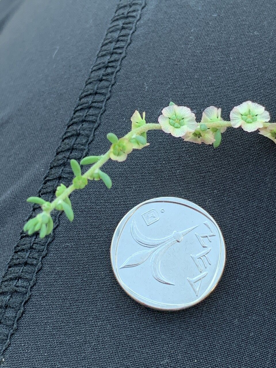 Maireana brevifolia flower