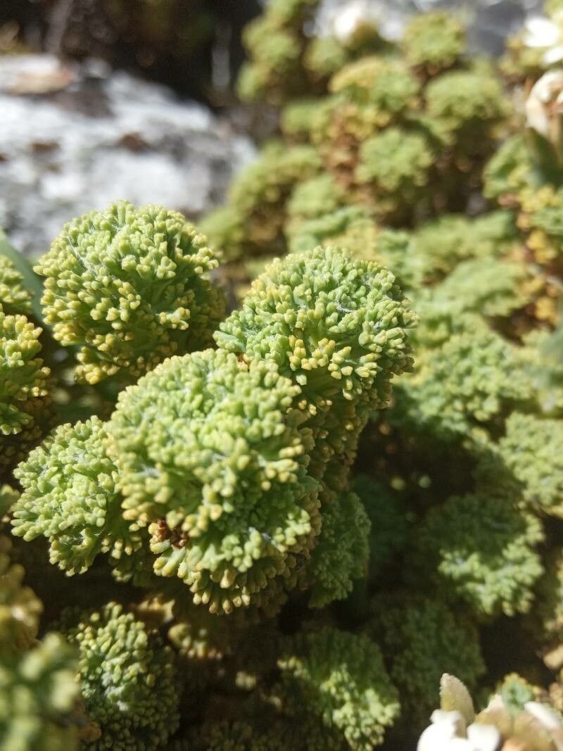 Xenophyllum dactylophyllum — related species from the same genus