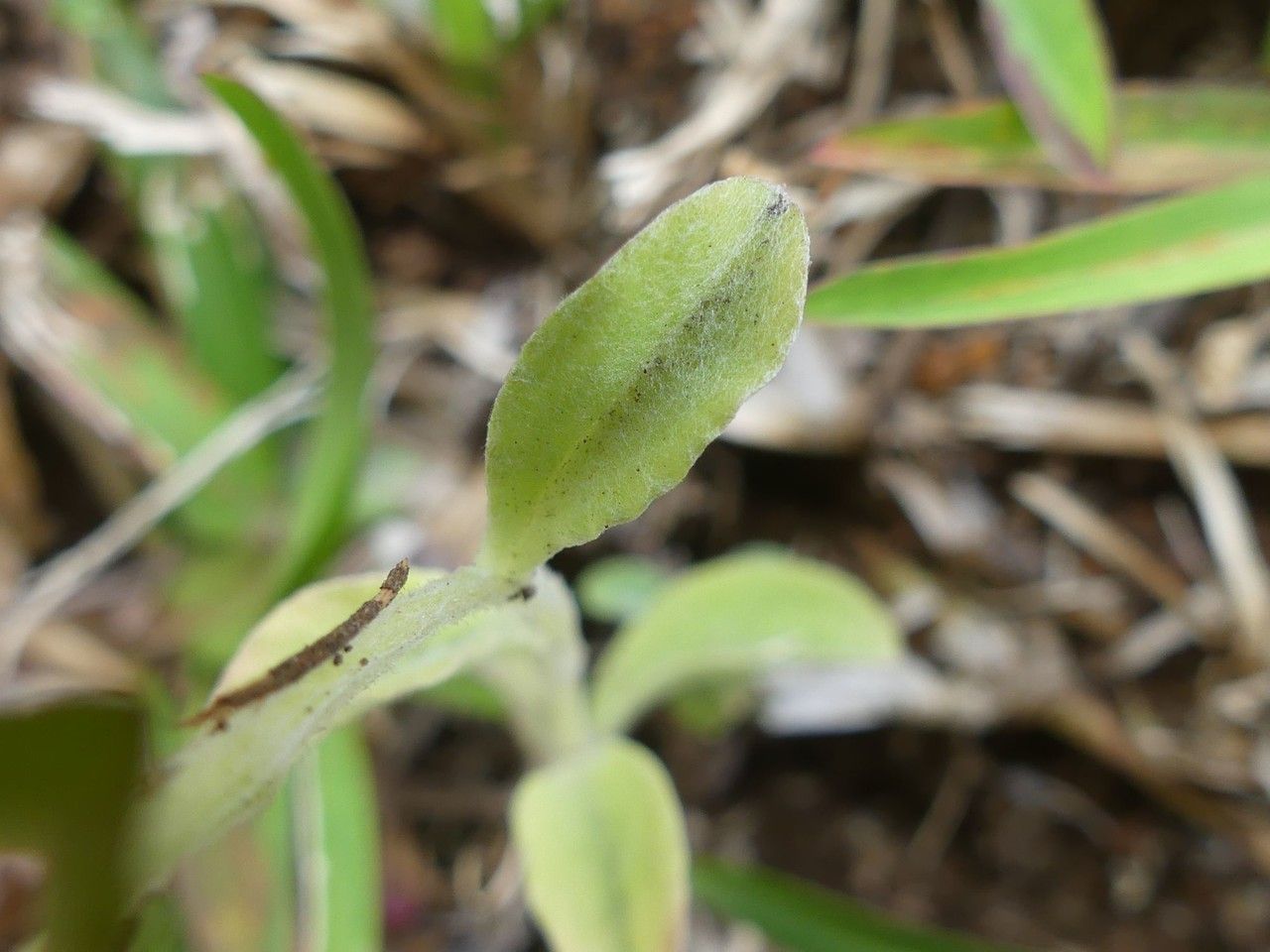 Gnaphalium purpureum leaf