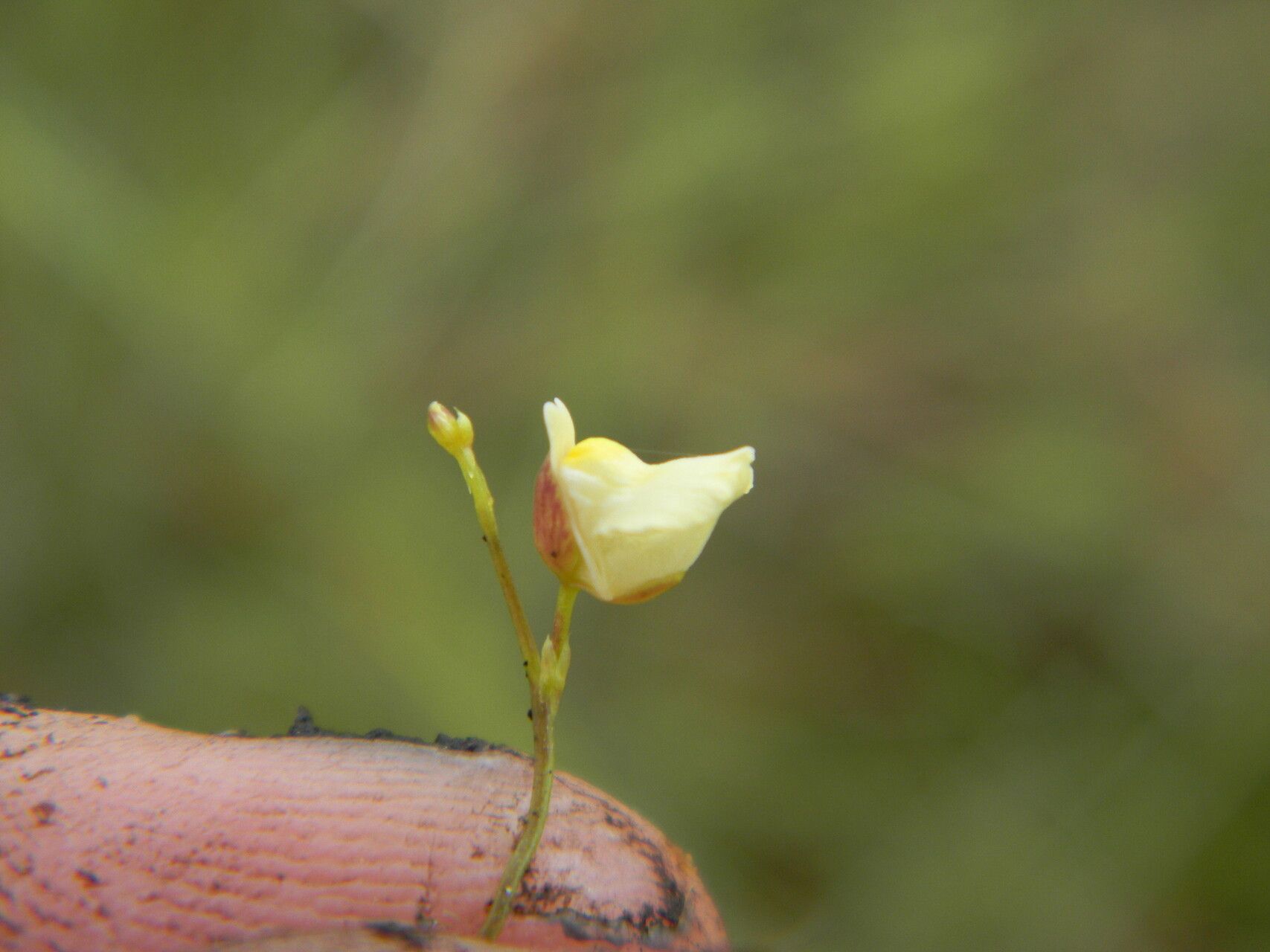 Utricularia appendiculata — related species from the same genus