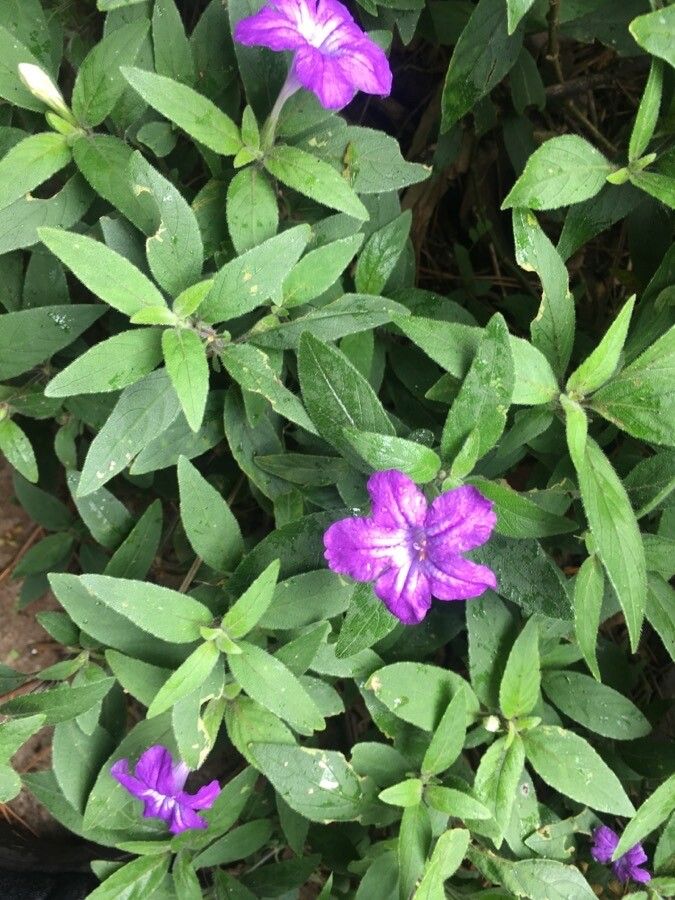 Ruellia longepetiolata flower