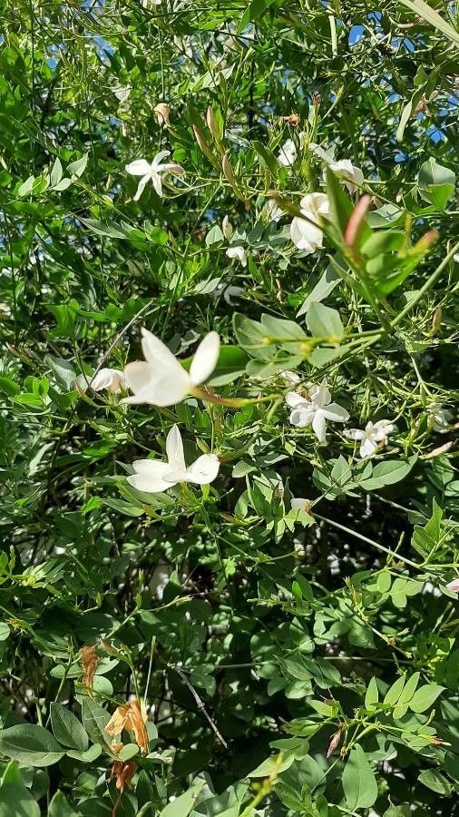 Jasminum grandiflorum flower