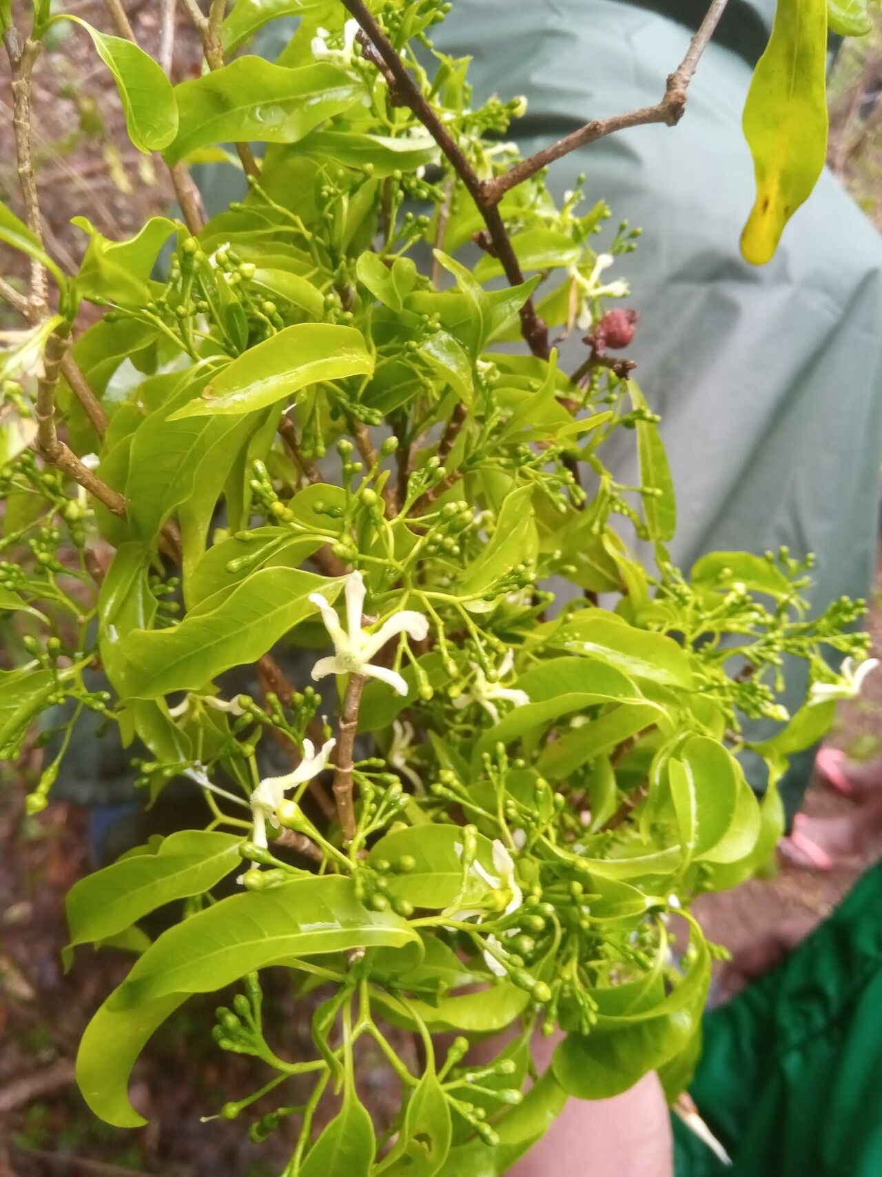 Tabernaemontana ciliata flower