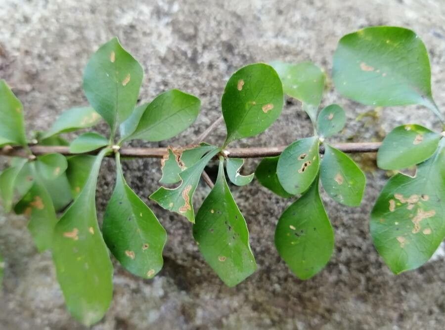 Randia thurberi — houseplant care guide