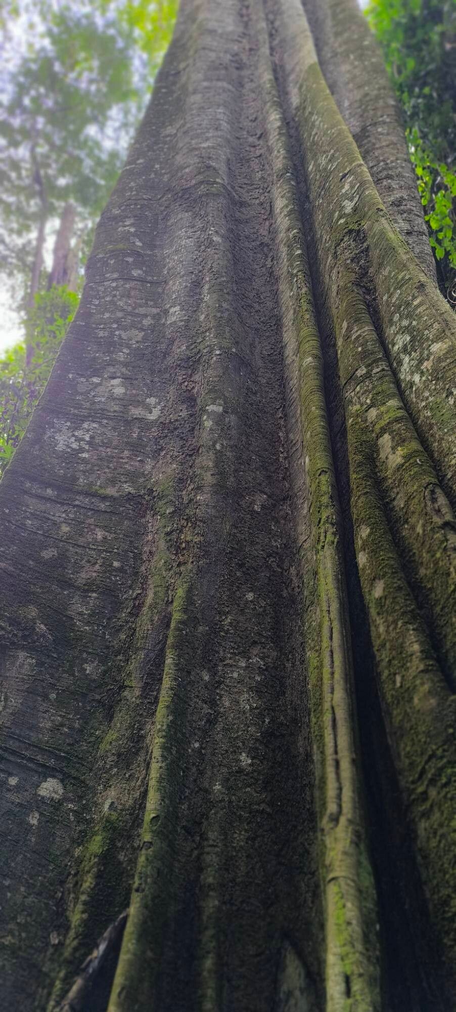 Pterygota mildbraedii bark