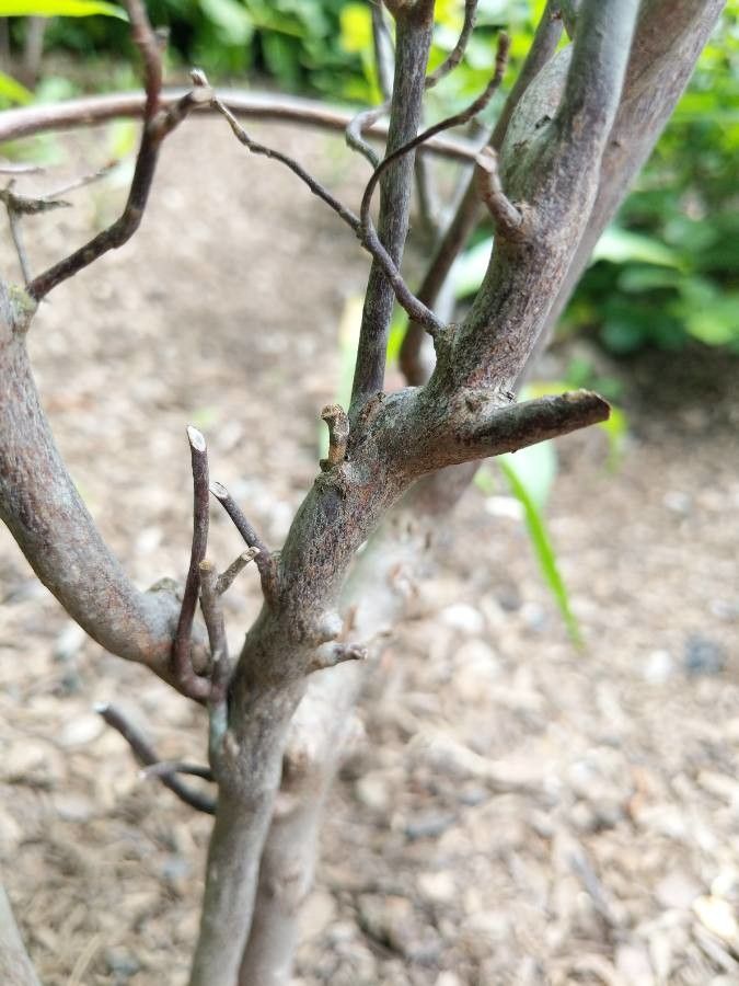 Rhododendron viscosum bark