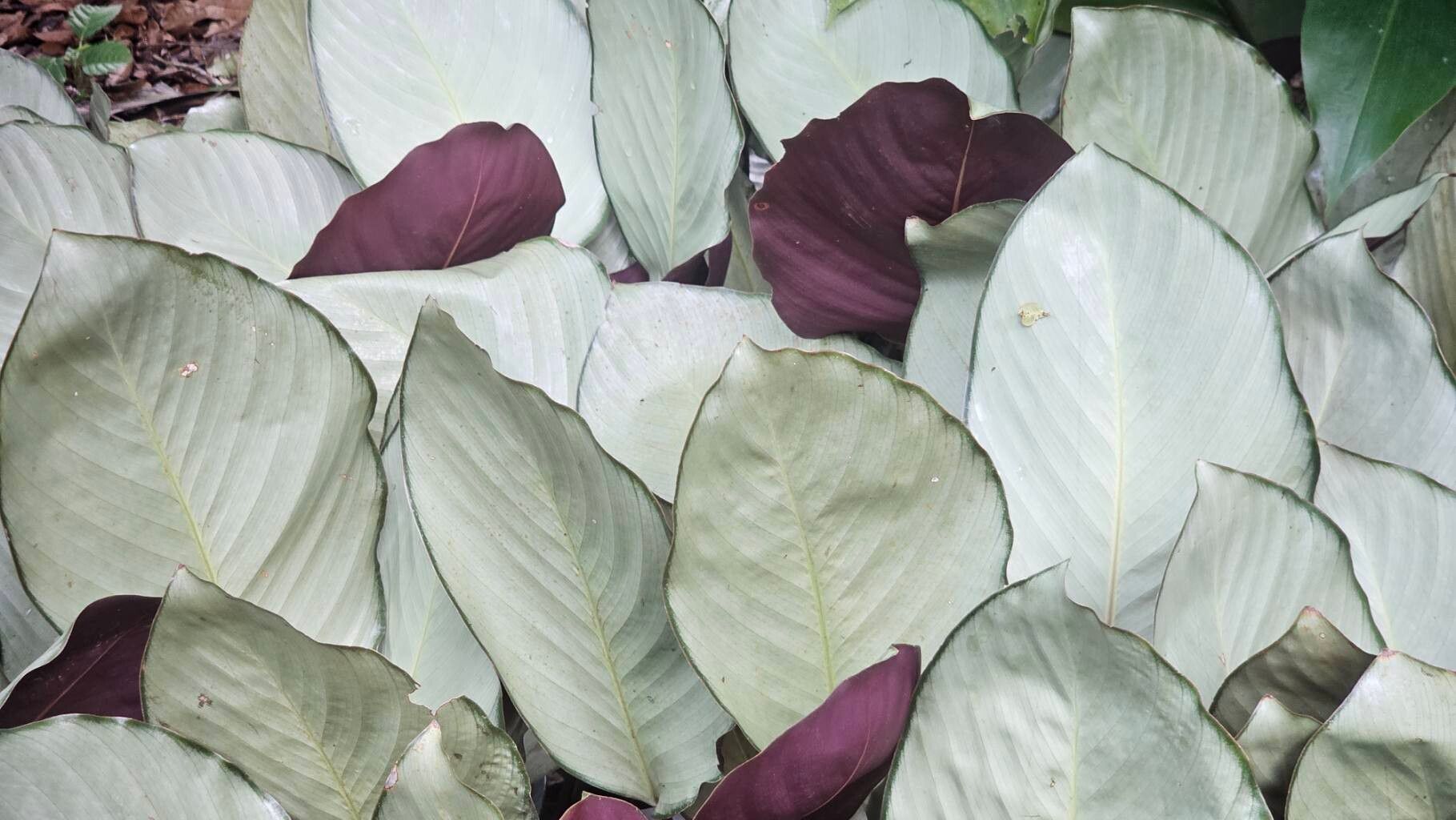 Goeppertia lanata — search result for 'Goeppertia'