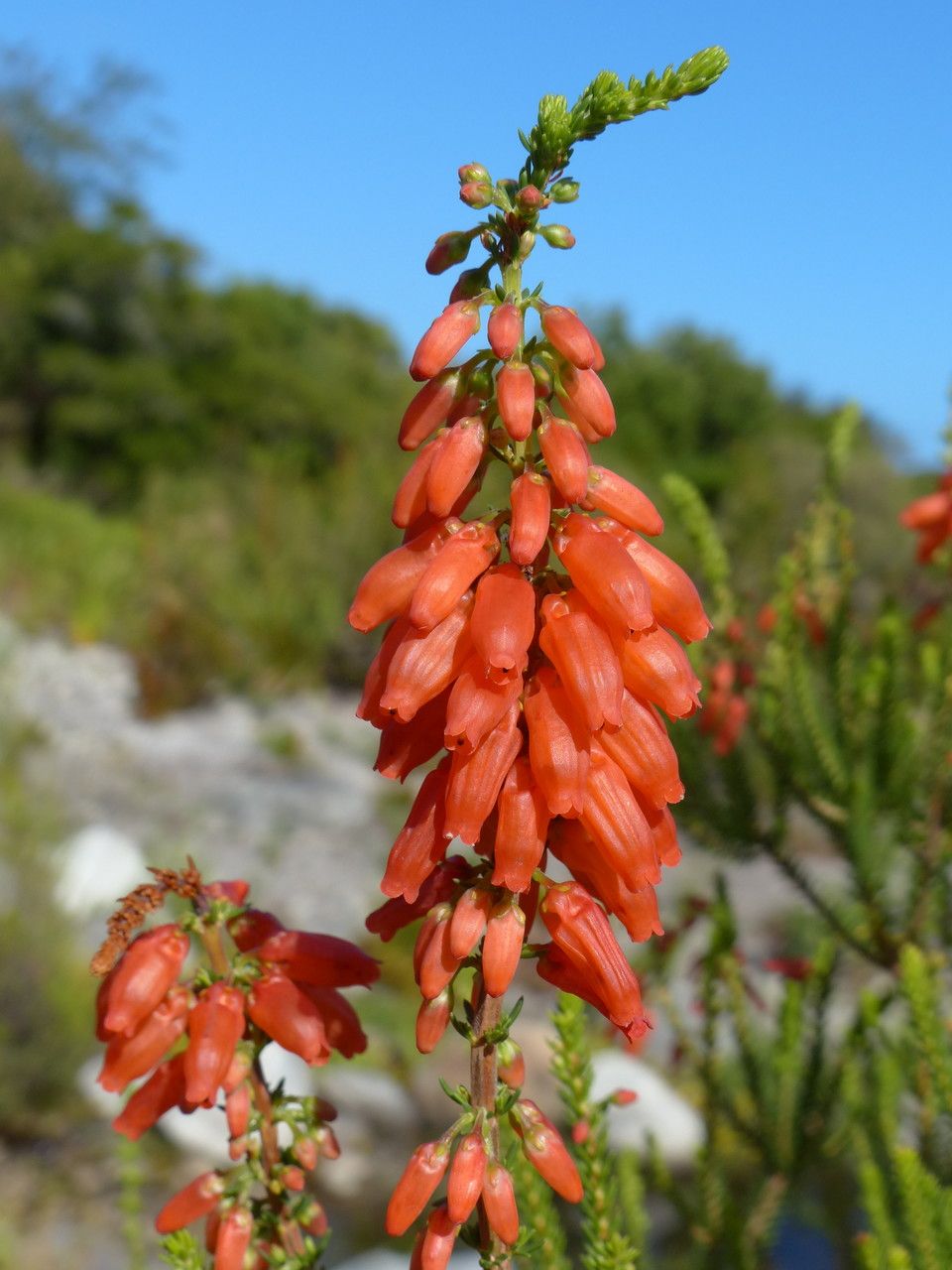 Erica mammosa flower