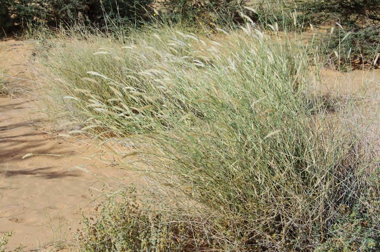 Pennisetum divisum — search result for 'Pennisetum'