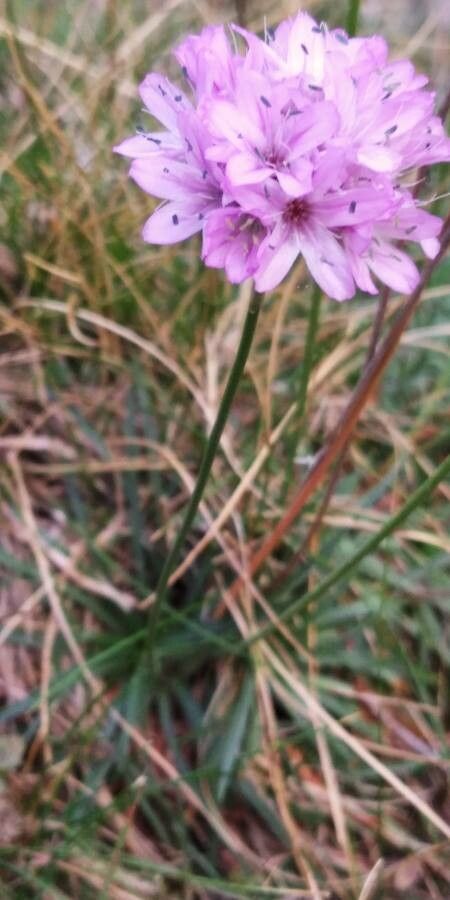 Armeria bigerrensis other