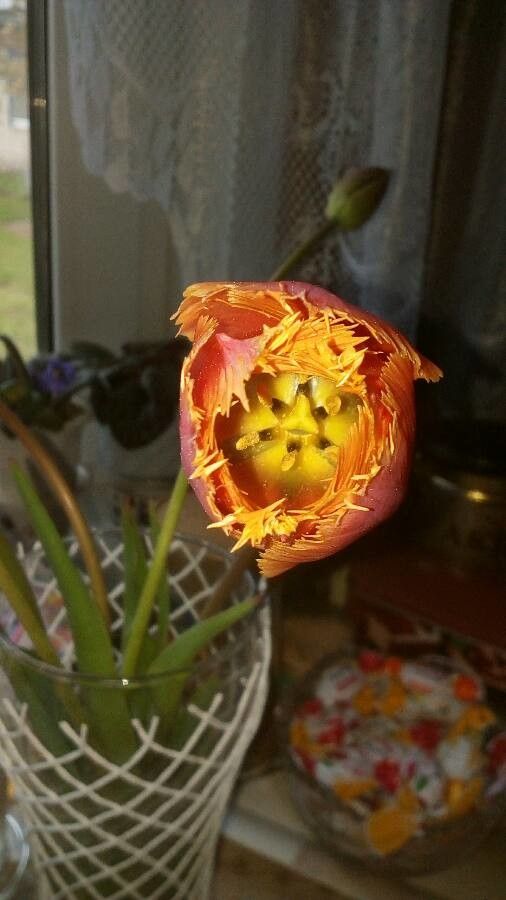 Calochortus luteus habit