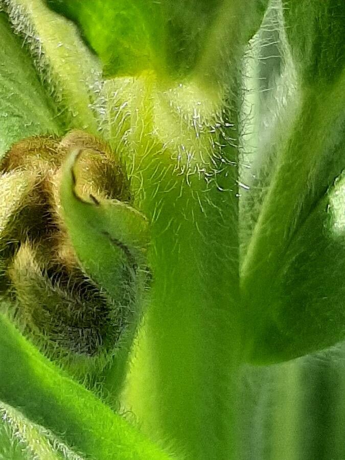 Cynoglossum clandestinum bark