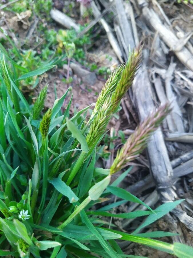 Anthoxanthum odoratum flower