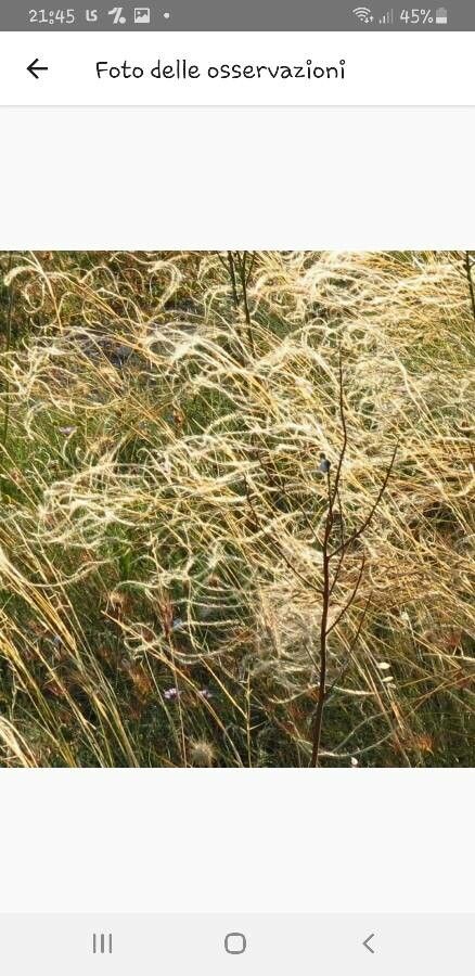Stipa austroitalica — related species from the same genus