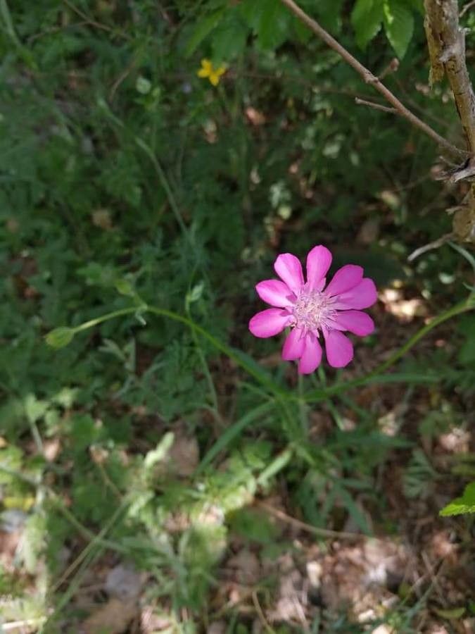 Knautia orientalis flower