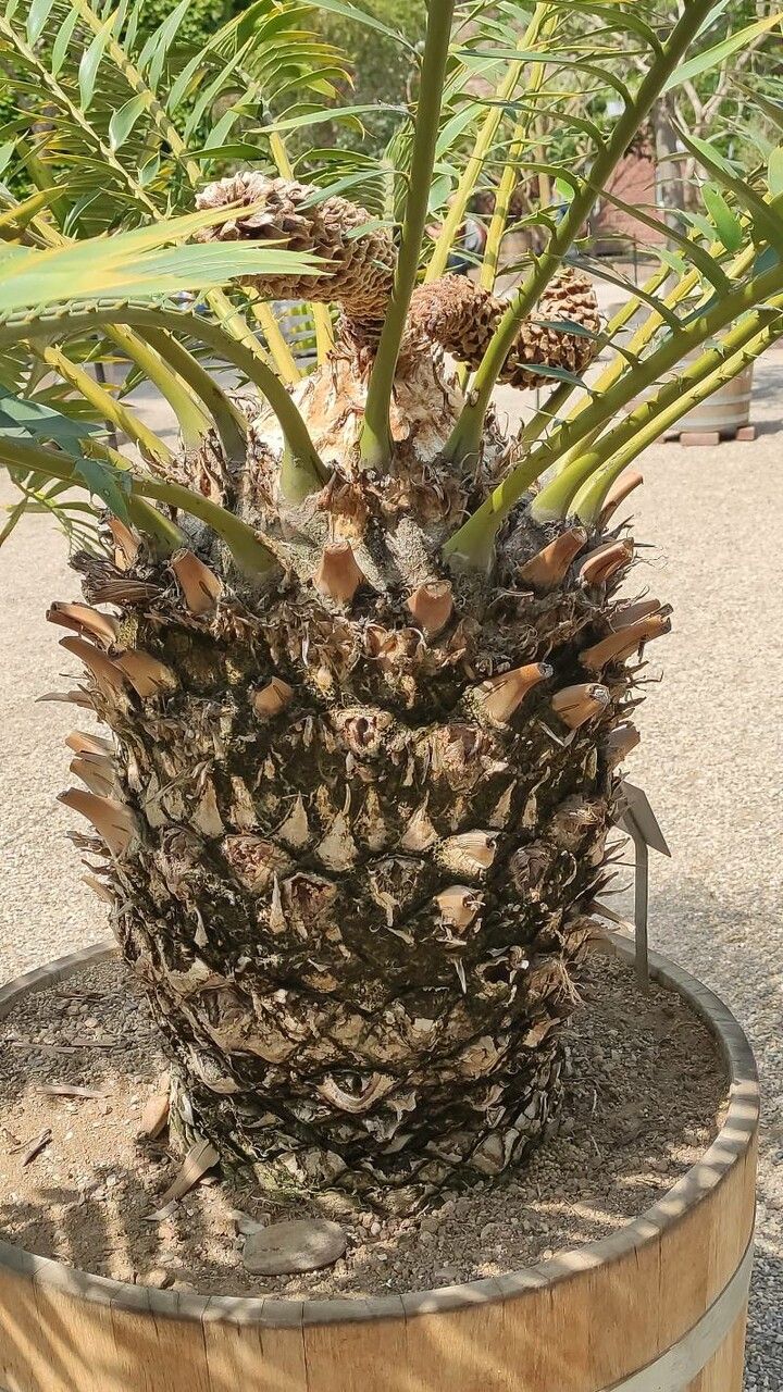 Encephalartos transvenosus bark