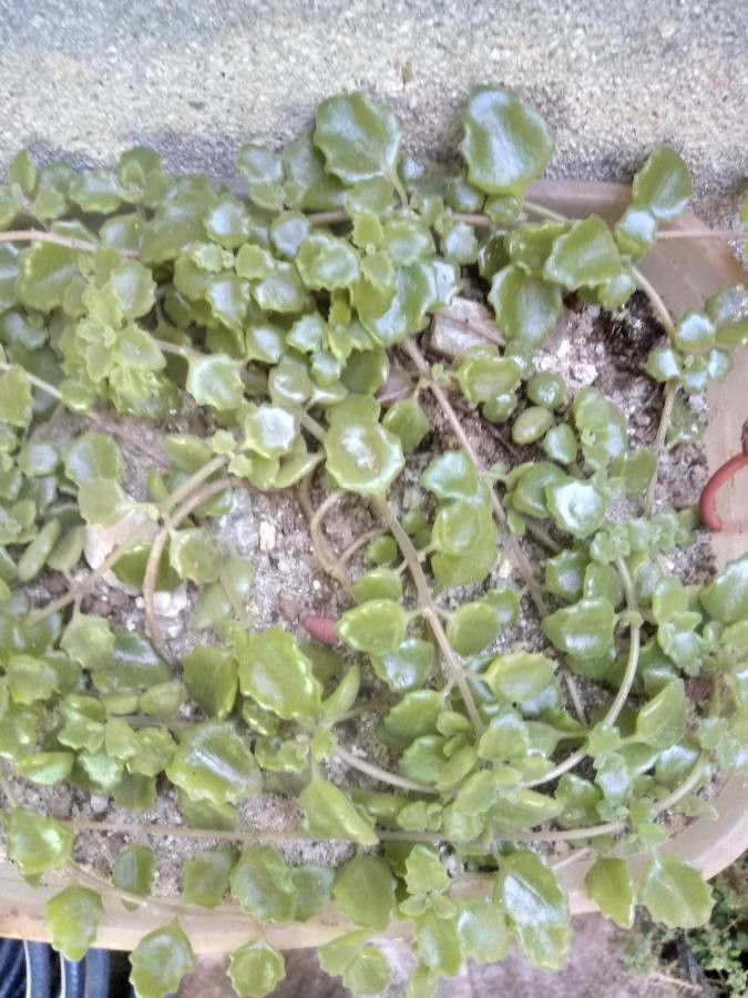 Plectranthus prostratus fruit