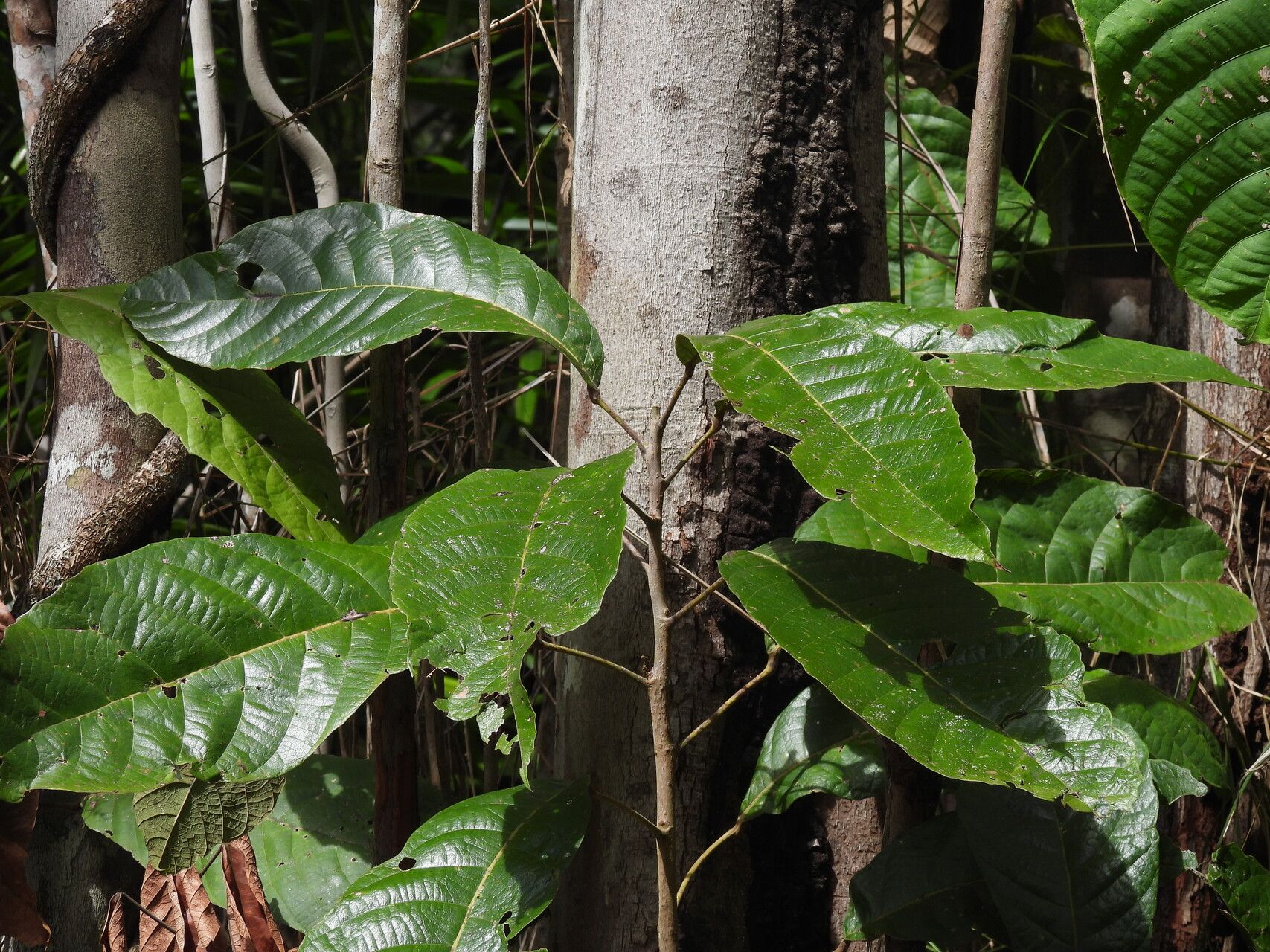 Sloanea grandiflora leaf