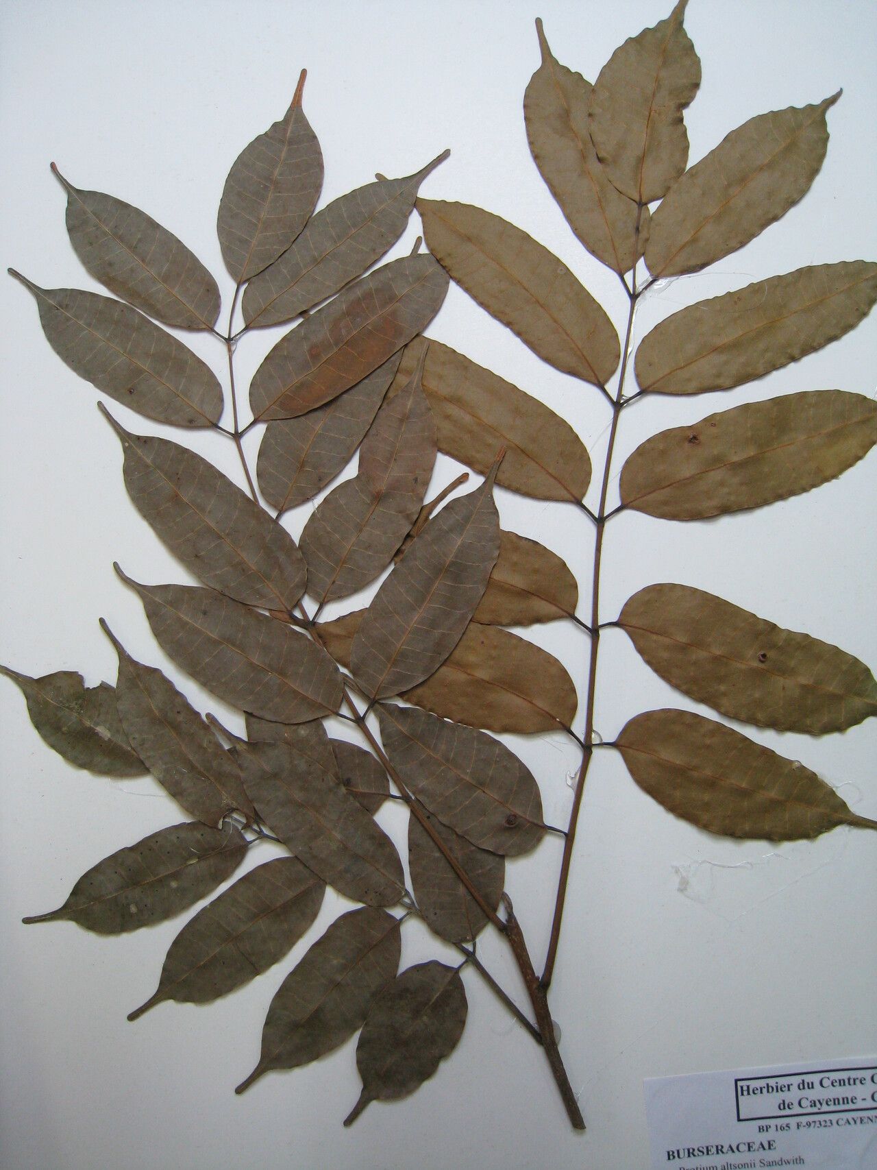 Protium altsonii other