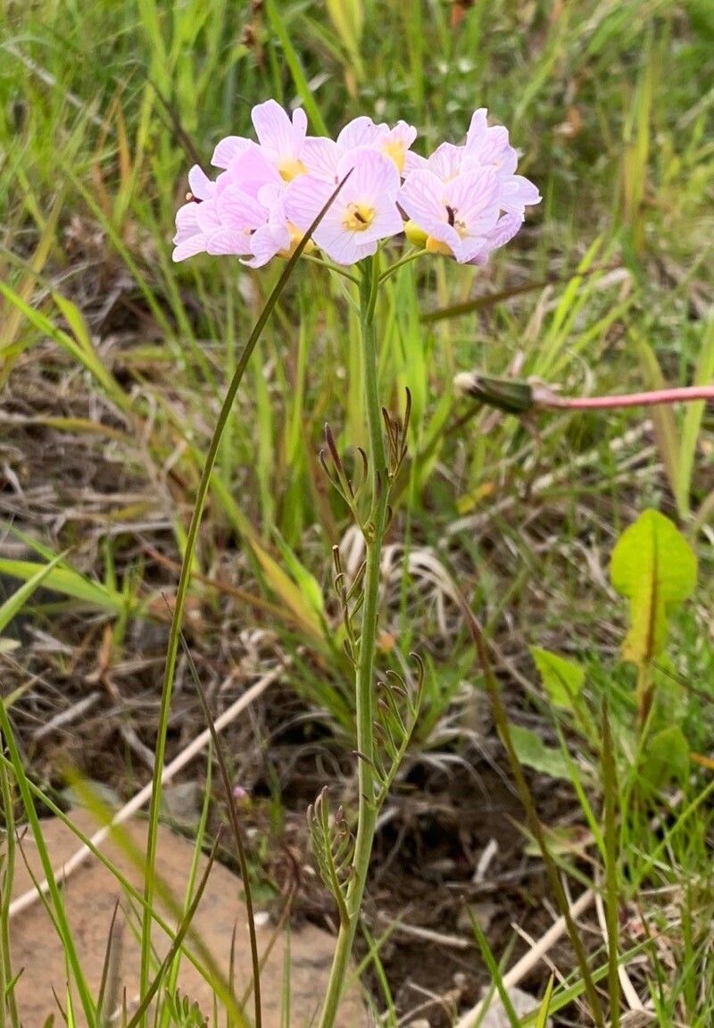 Cardamine polemonioides — search result for 'Cardamine'