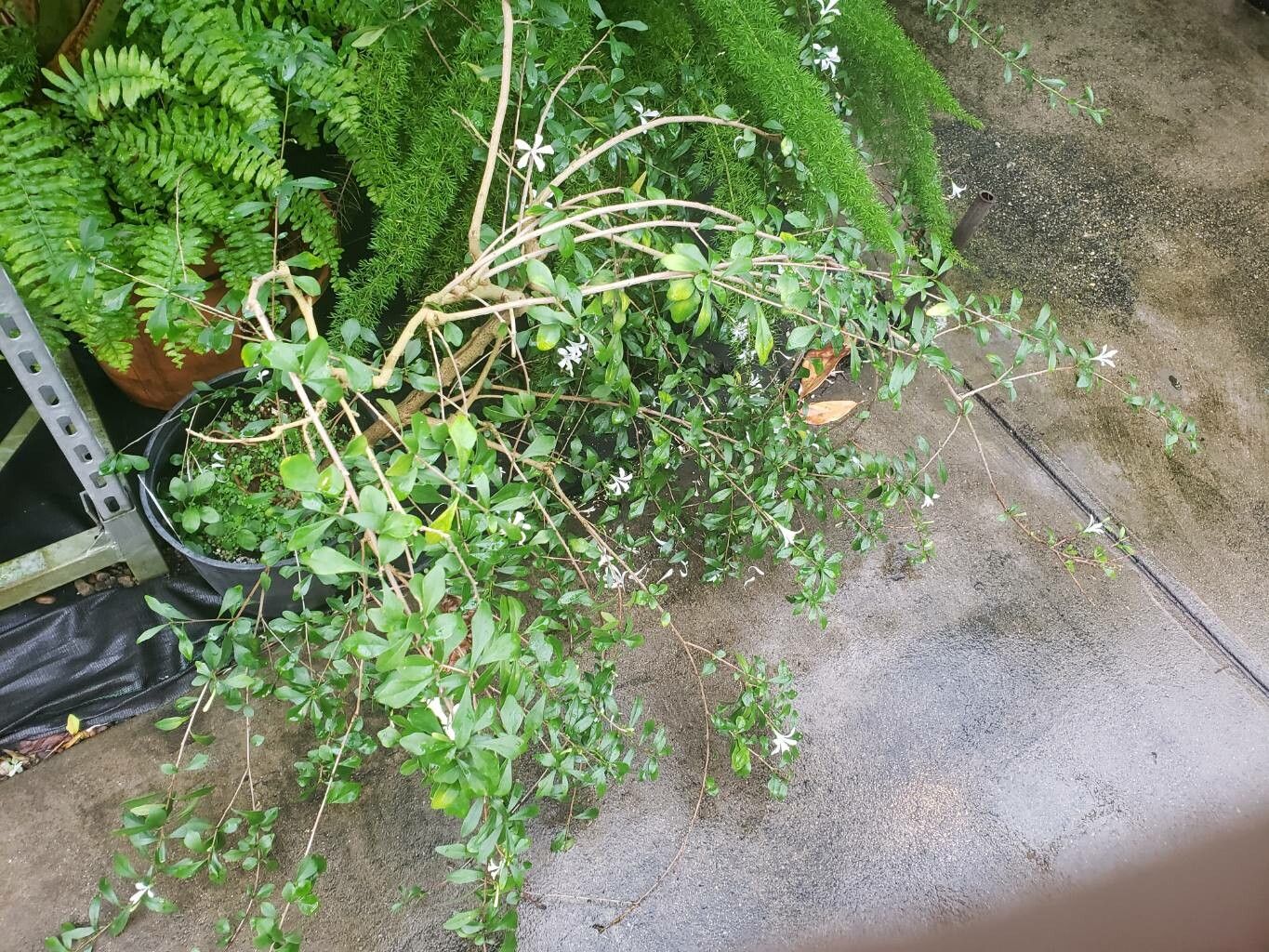 Turraea floribunda habit