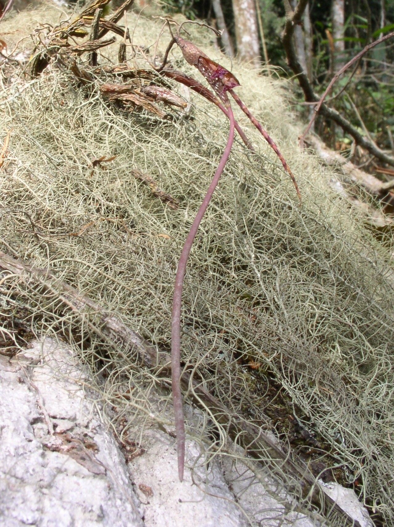 Bulbophyllum teretifolium habit