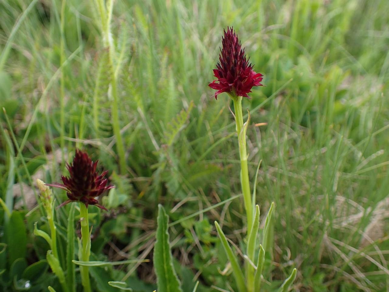 Gymnadenia rhellicani habit