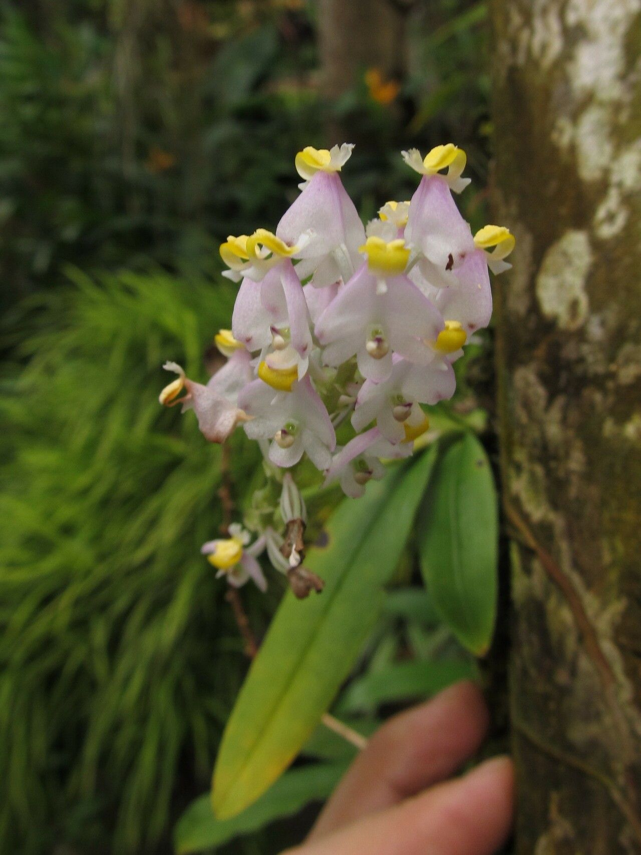 Polystachya victoriae habit