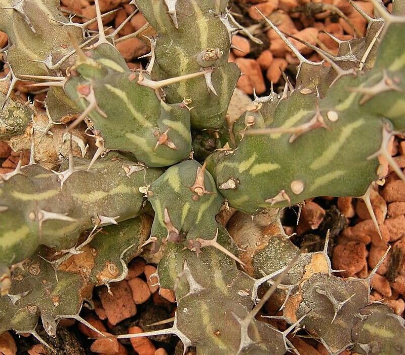 Euphorbia actinoclada — houseplant care guide