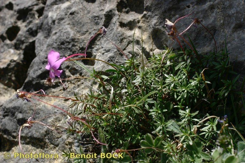 Viola cazorlensis habit