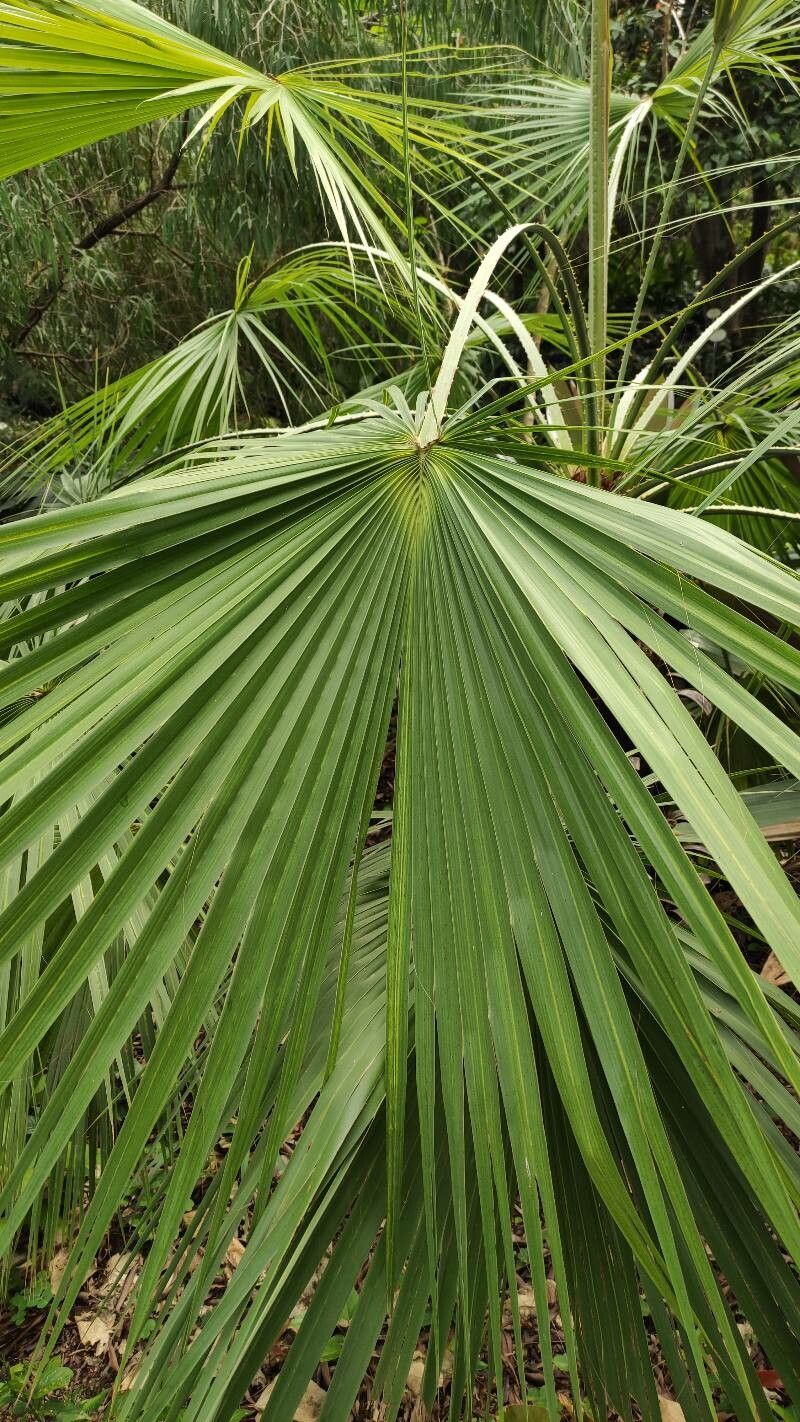 Brahea aculeata — related species from the same genus