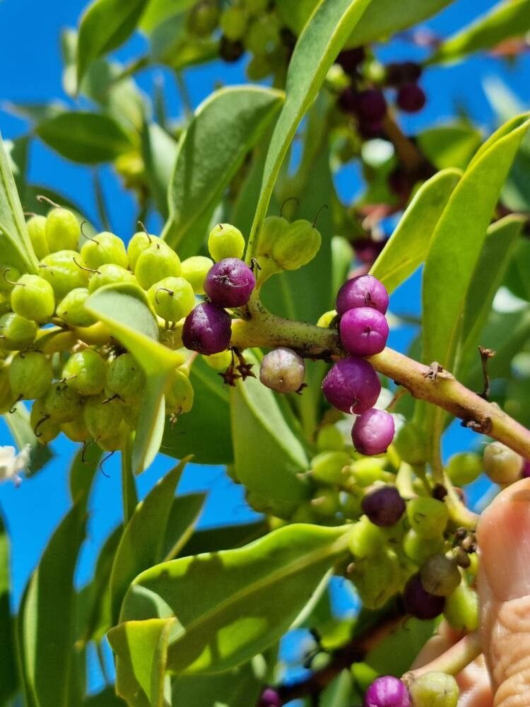 Myoporum tenuifolium fruit