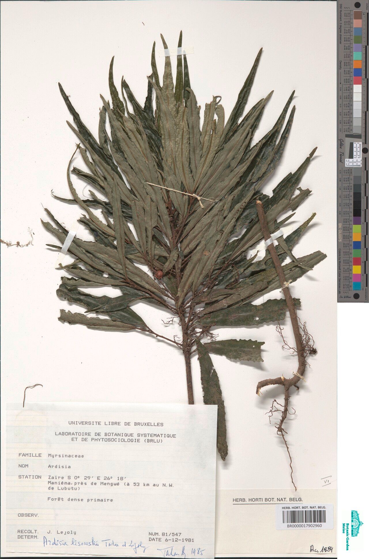 Ardisia lisowskii — houseplant care guide