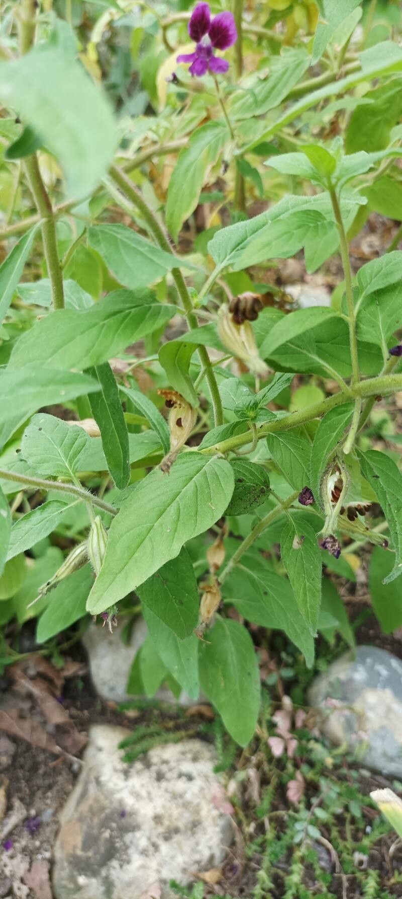 Cuphea viscosissima leaf