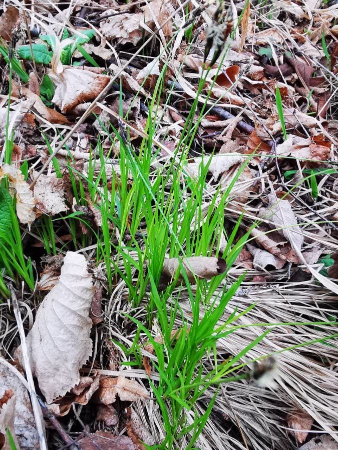 Carex montana — search result for 'Germany'