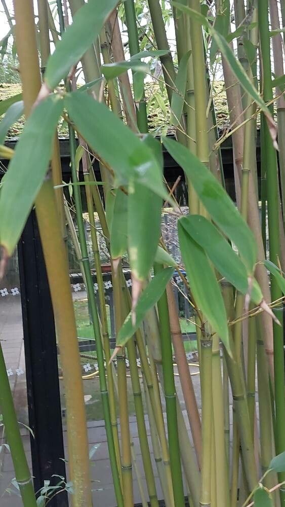 Phyllostachys flexuosa — search result for 'Phyllostachys'