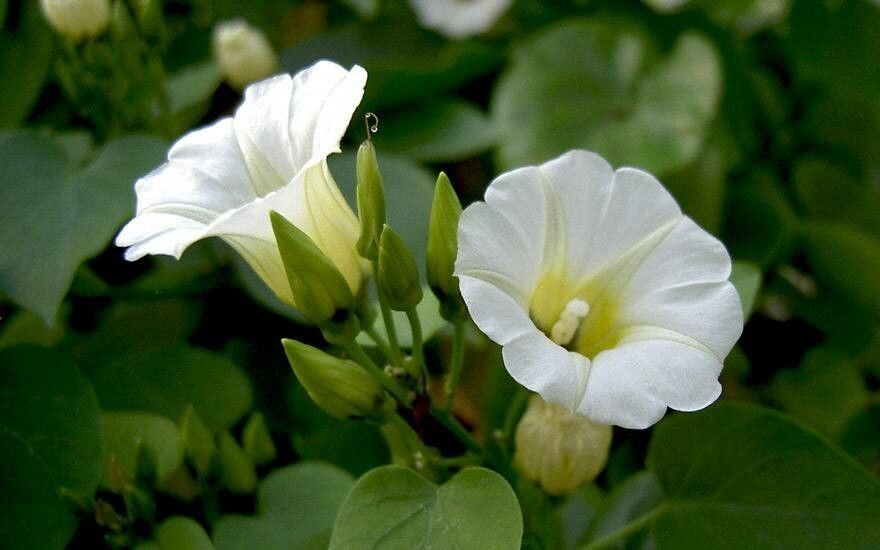 Ipomoea corymbosa flower