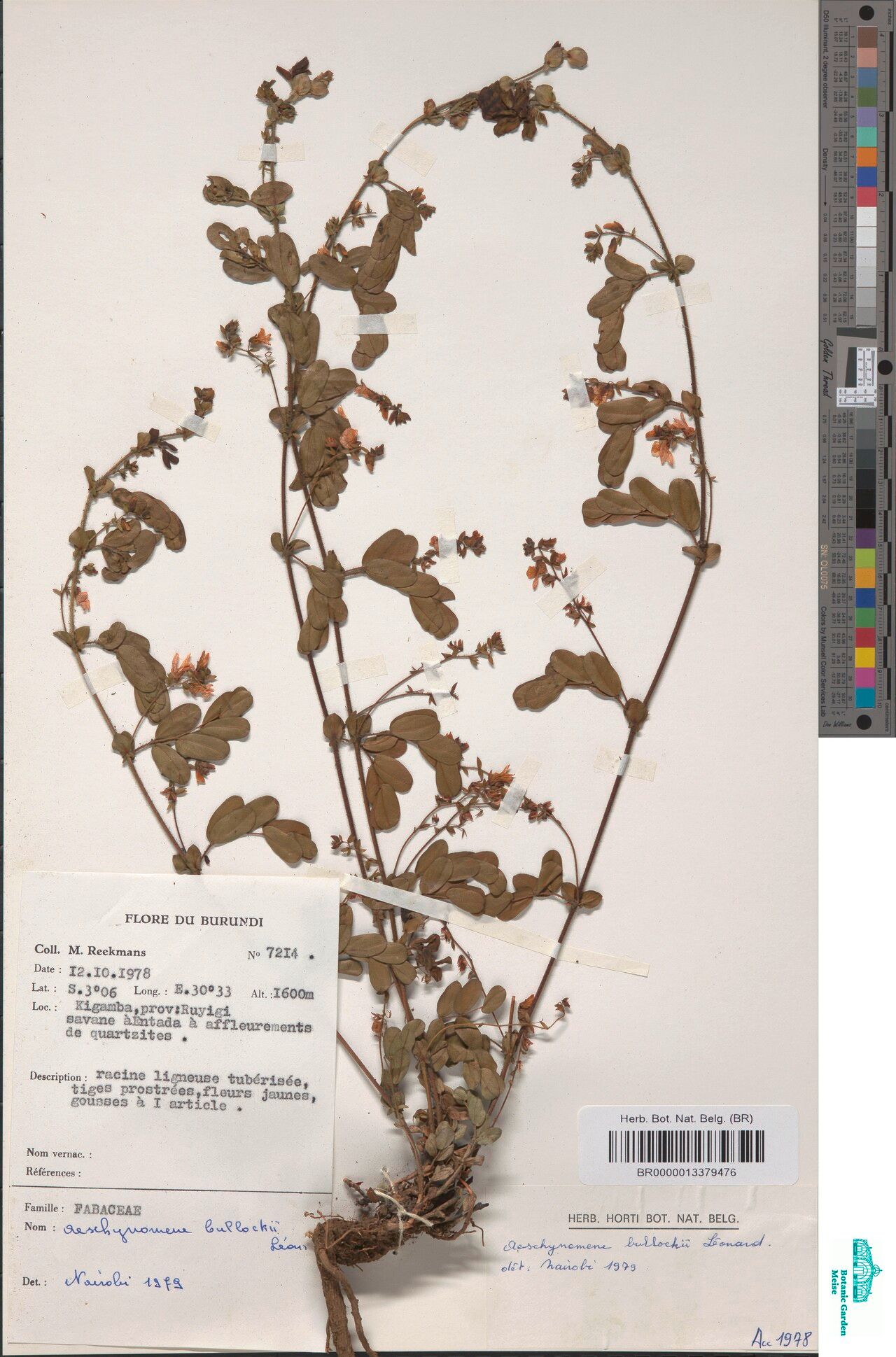 Aeschynomene bullockii — houseplant care guide