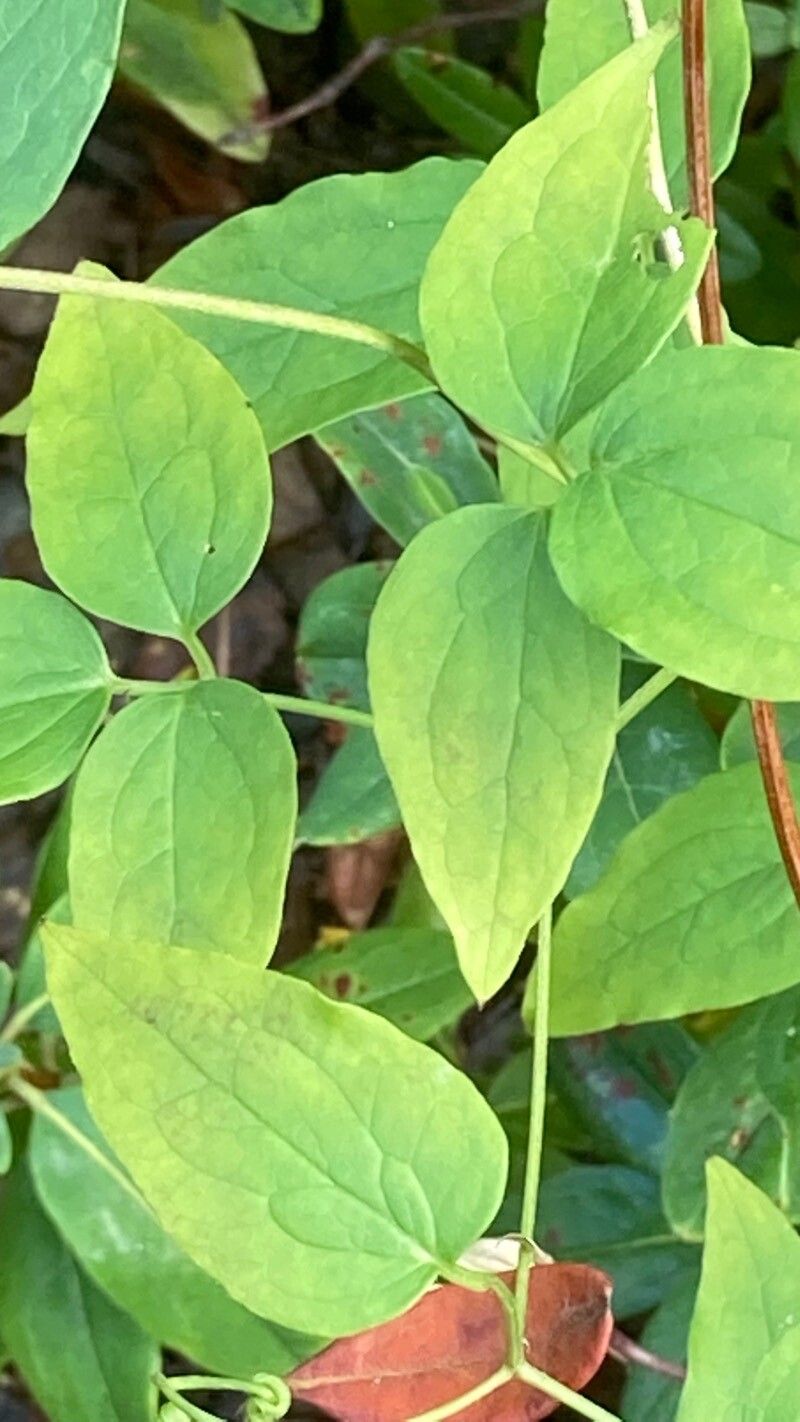 Clematis viorna — search result for 'Clematis'