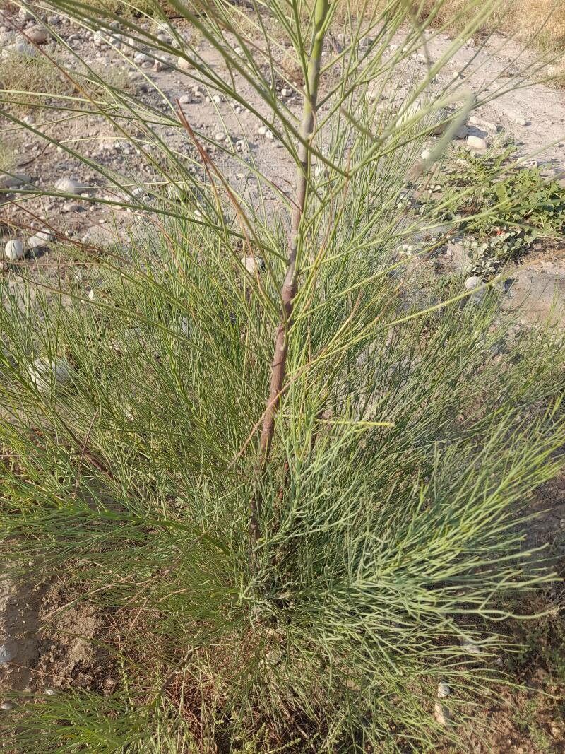 Moringa peregrina habit