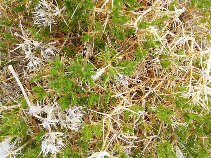 Arenaria pungens — houseplant care guide