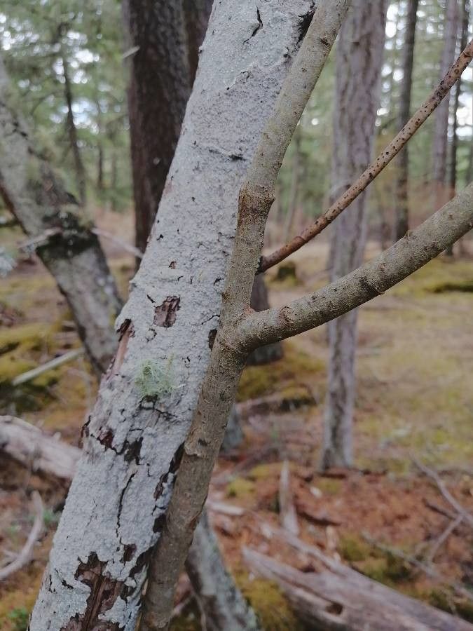Salix scouleriana bark