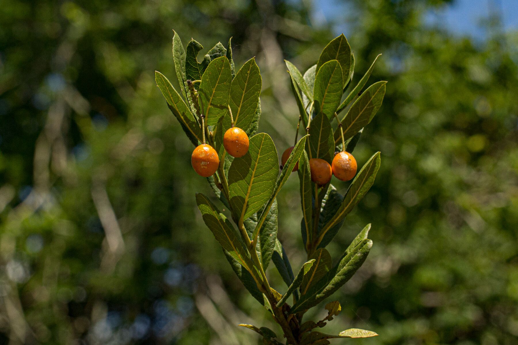 Maerua kirkii fruit