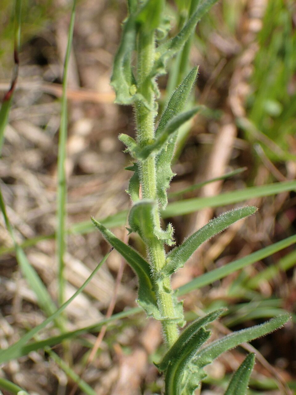 Lepidium campestre leaf